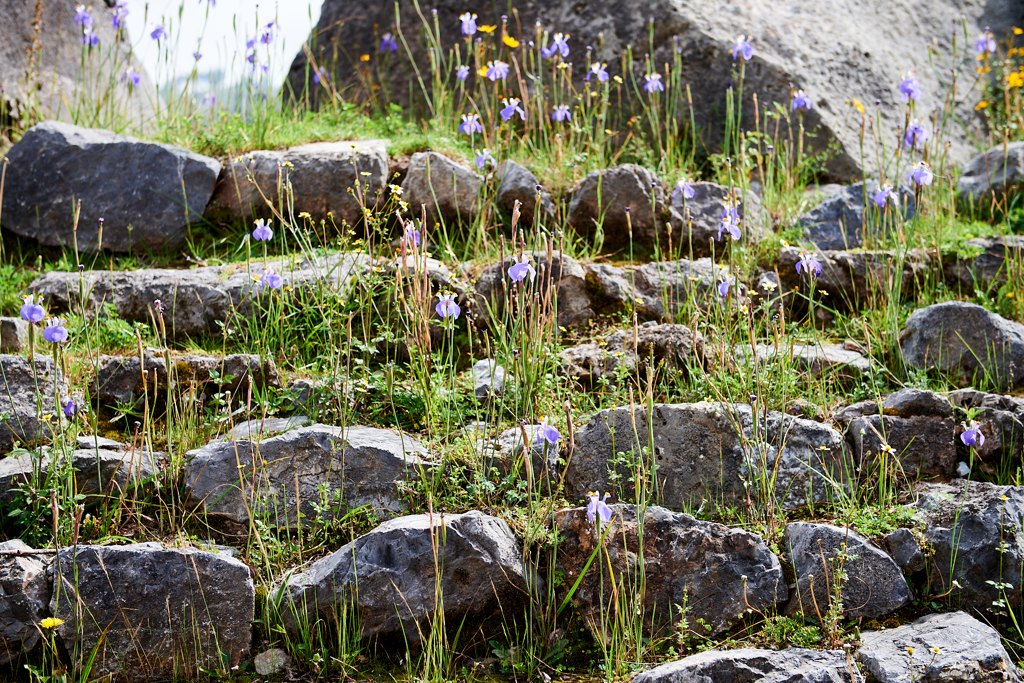 20200307 457 [페루] 삭사이와만